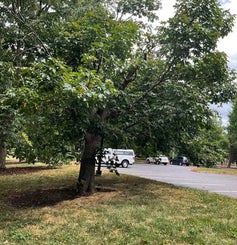 Red Horsechestnut summer