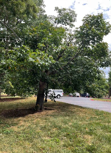 Red Horsechestnut summer