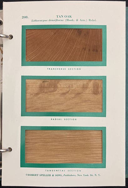 Card containing slices of Tan Oak, Hough's Encyclopaedia of American Woods, by Elwood S. Harrar, vol. 9, card 208, 1957-2004 (The Linda Hall)