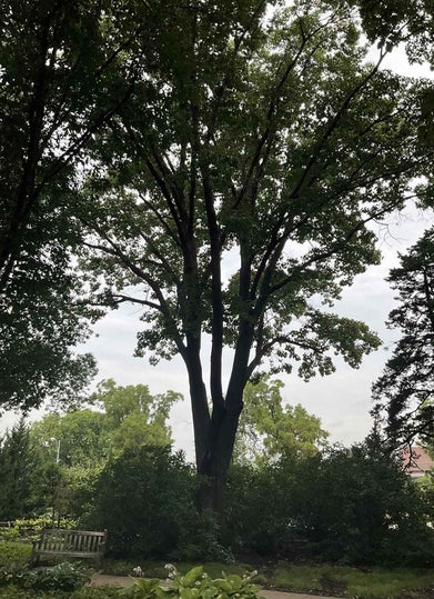 Red Oak summer