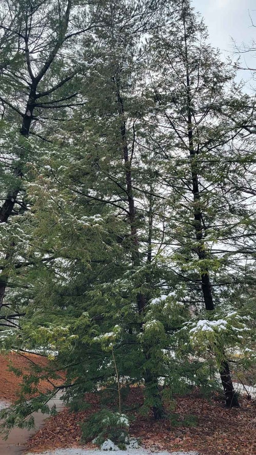 Canadian Hemlock winter