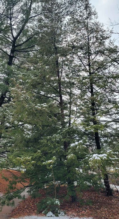 Canadian Hemlock winter