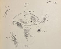 Larval stage of a barnacle (Cirripedia), detail of an engraving in Zoological Researches and Illustrations, by John Vaughan Thompson, orig. publ. in 5 parts, 1828-34; republ. in facsimile by the Society for the Bibliography of Natural History, 1968 (Linda Hall Library)