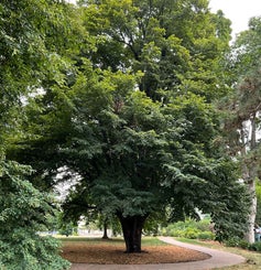 Little Leaf Linden summer