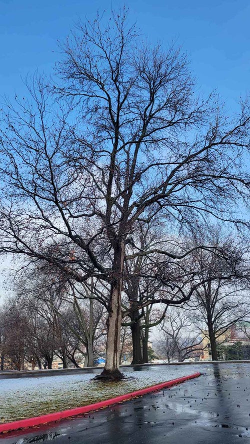 Sweetgum winter