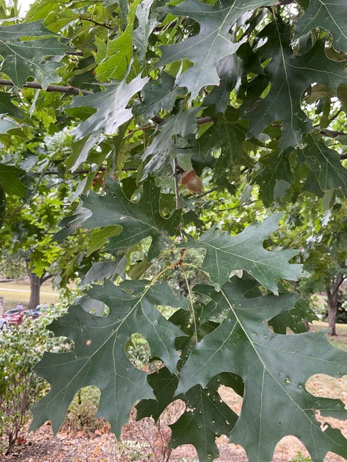 Scarlet Oak leaf