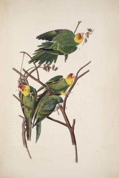 We feature a number of Audobon images in the exhibition, including the Carolina Parakeet, North America's only native parrot, which was sent extinct by humans in 1939. John James Audubon, The Birds of America, vol 4, New York and Philadelphia, 1842. 