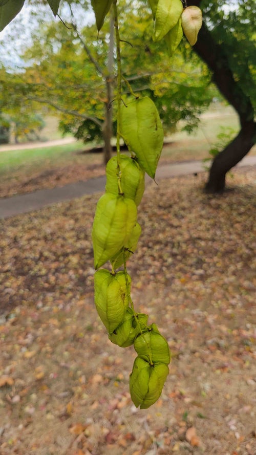 Goldenrain Tree fruit