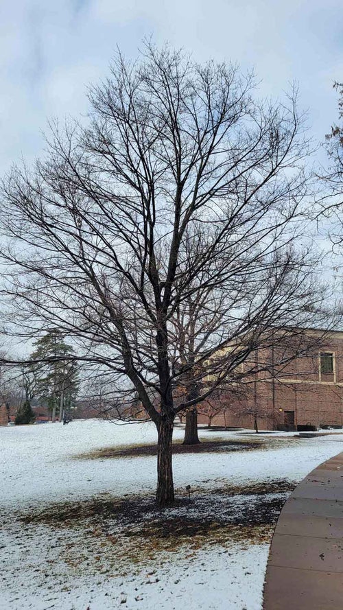 Legacy Sugar Maple winter