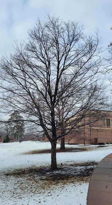 Legacy Sugar Maple winter