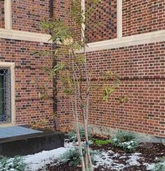 Sweetbay Magnolia winter