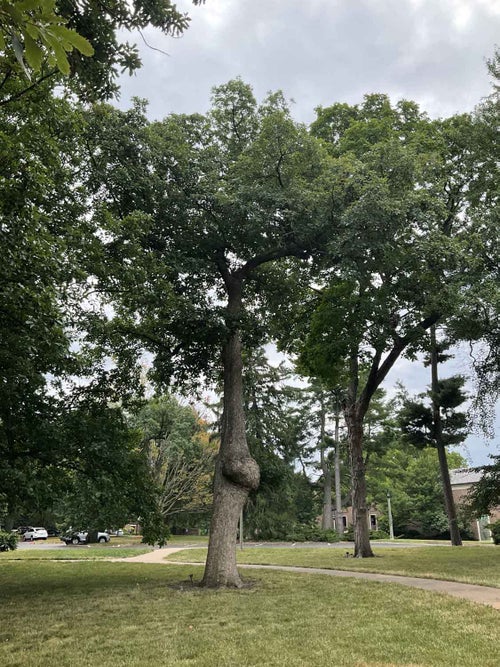 Chinkapin Oak summer