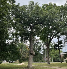 Chinkapin Oak summer