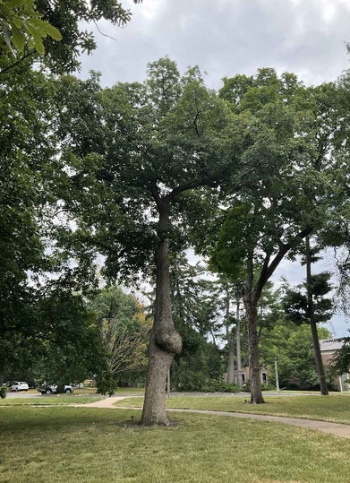 Chinkapin Oak summer