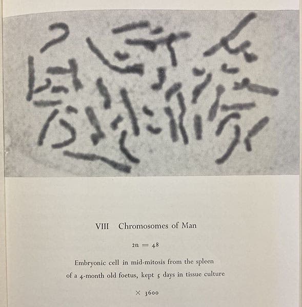 Photograph purportedly showing 48 human chromosomes, but which in fact contains only 46, in C.D. Darlington, The Facts of Life, p. 288, 1953 (The Linda Hall)