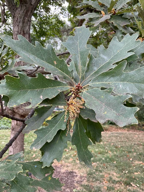 Faxon Oak flower