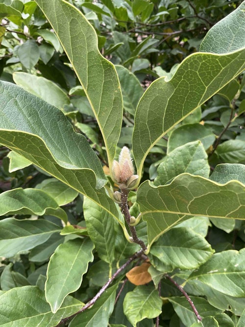 Betty Magnolia bud