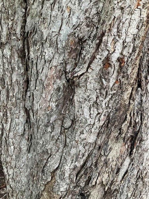 Double Flowered Horsechestnut bark