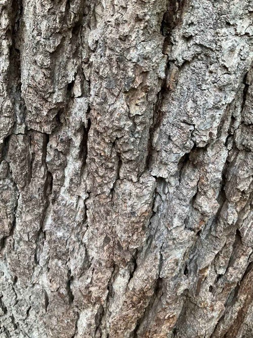 Black Walnut bark