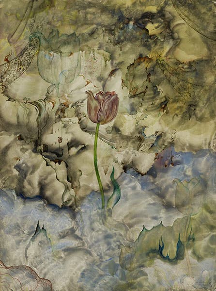 Emegence, watercolor, ink and pencil on paperboard, by Andrey Avinoff, undated, Smithsonian American Art Museum (americanart.si.edu)