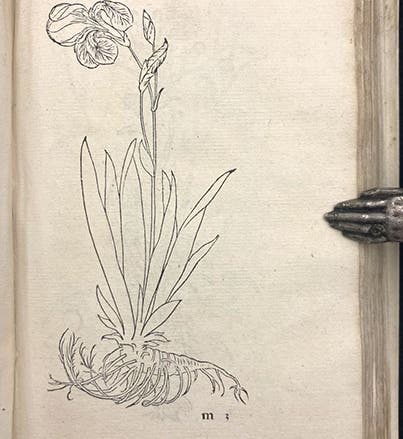 Bearded iris (Iris germanica), woodcut, Primi de stirpium historia, by Leonhart Fuchs, p. 181, 1545 (Linda Hall Library)