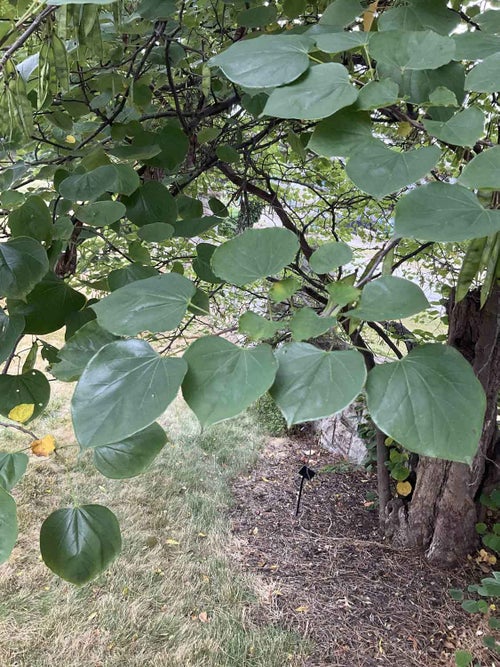 Pink Flowered Redbud leaf