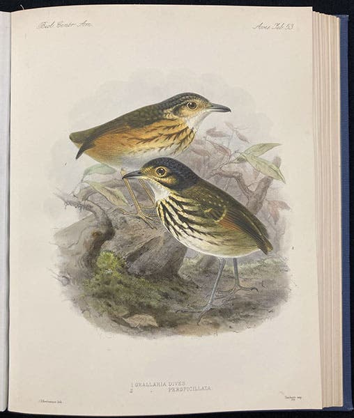 Antpittas, lithograph by Johan Keulemans, in Biologia Centrali-Americana: Aves, by Osbert Salvin and Frederick DuCane Godman, vol. 4, plate 53, 1879-1904 (Linda Hall Library)