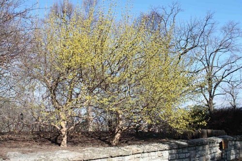 Japanese Cornel Dogwood spring