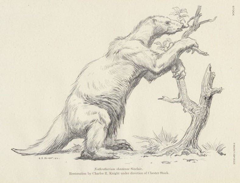 Life restoration of Nothrotherium shastense, charcoal drawing by Charles Knight, in Cenozoic Gravigrade Edentates of Western North America, by Chester Stock, frontispiece, plate 1, 1925 (Linda Hall Library)