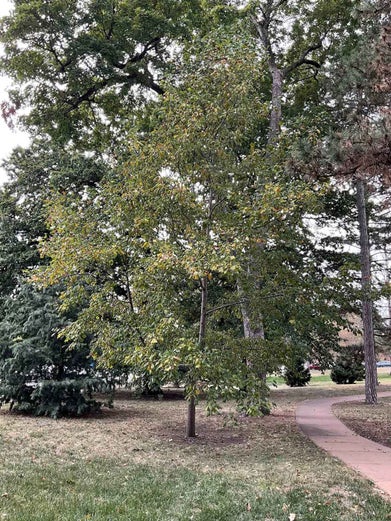 Tuliptree summer