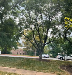 Japanese Scholar Tree summer