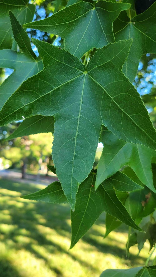 Sweetgum leaf