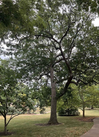 Chinkapin Oak summer
