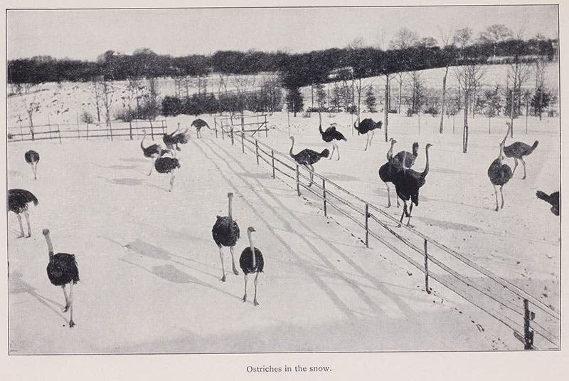 Ostriches in the snow at Tierpark Hagenbeck, Beasts and Men, being Carl Hagenbeck's Experiences for Half a Century among Wild Animals, by Carl Hagenbeck, p. 204, 1909 (Linda Hall Library)