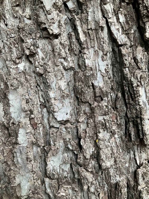 Black Walnut bark