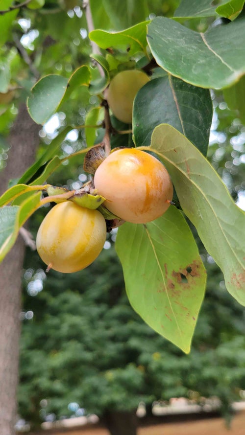 Persimmon fruit