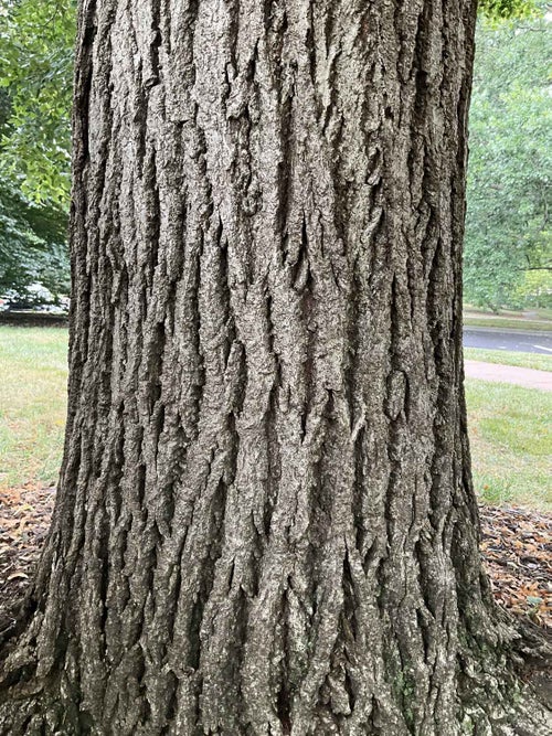 Mongolian Linden bark