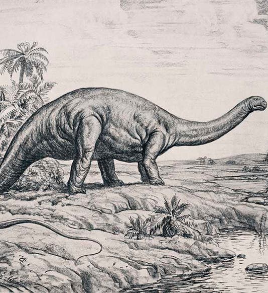 Life restoration of Apatosaurus, charcoal on paper, by Andrey Avinoff, printed as frontispiece in Memoirs of the Carnegie Museum, vol. 11, no. 4, 1936 (Linda Hall Library)