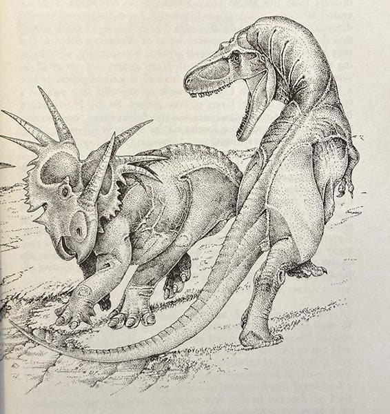 Albertosaurus attacking a Styracosaurus, drawing by Robert Bakker, in his The Dinosaur Heresies: New Theories Unlocking the Mystery of the Dinosaurs and their Extinction, p. 123, 1986 (author’s copy)