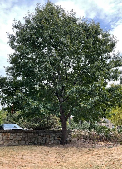Scarlet Oak summer