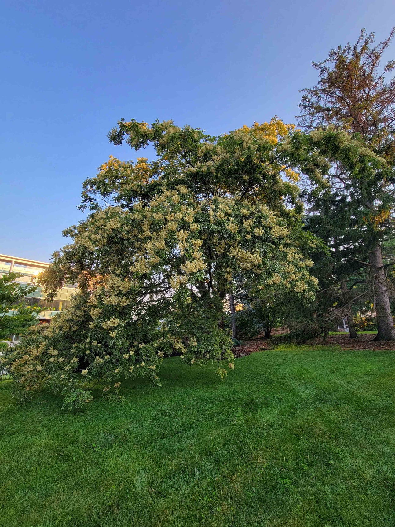 Linda Hall Library arboretum amur maackia champion tree