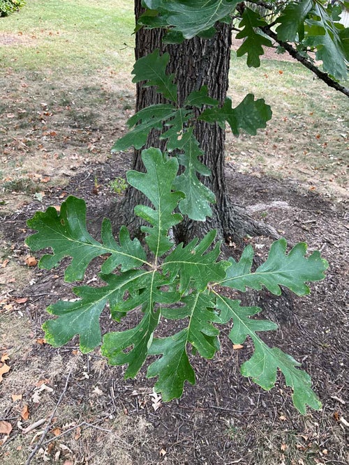 Burr Oak leaf