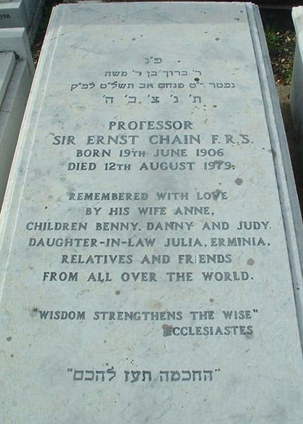 Tombstone of Ernst Boris Chain, Bushey Jewish Cemetery, Watford Borough, Hertfordshire, England (findagrave.com)