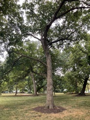 Chinkapin Oak summer