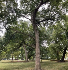 Chinkapin Oak summer