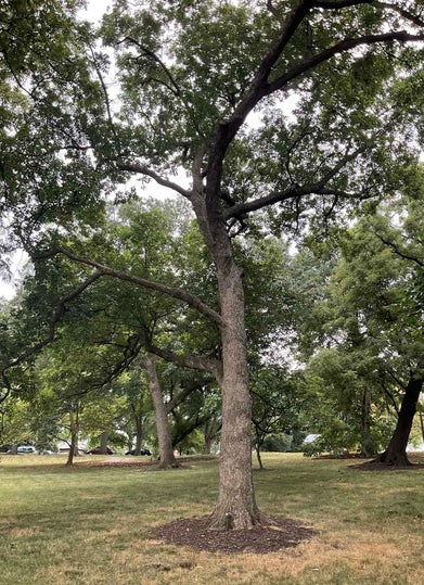Chinkapin Oak summer