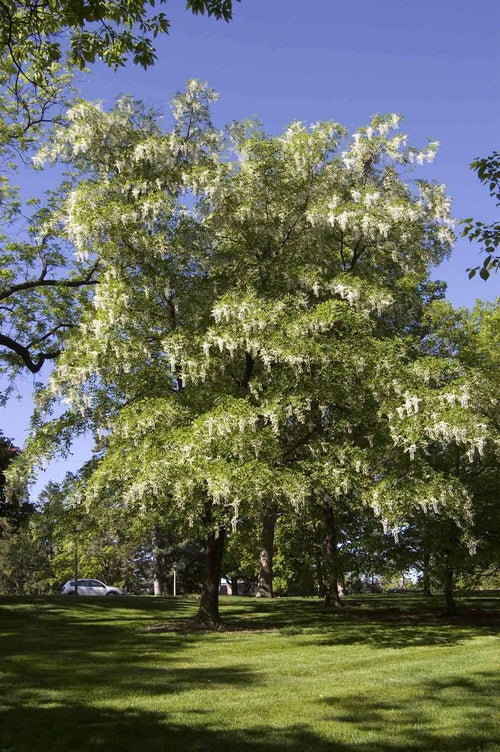 Yellowwood summer