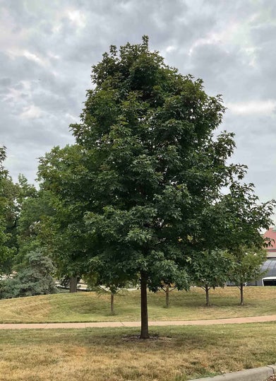 Sugar Maple summer