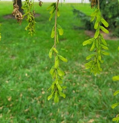 Ivy-leaved Maple seed
