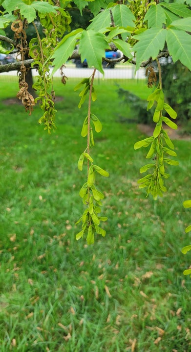 Ivy-leaved Maple seed